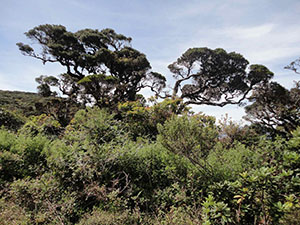 Pidurutalagala Mountain peak and forest
